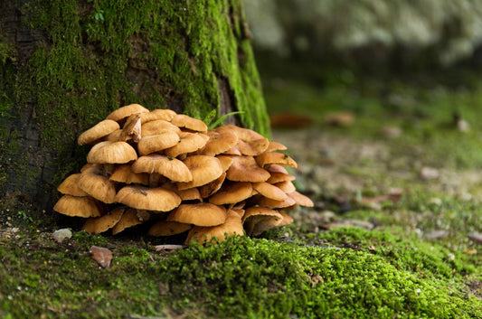 Gesundheit aus dem Wald: Alles, was du über den Maitake-Pilz wissen musst