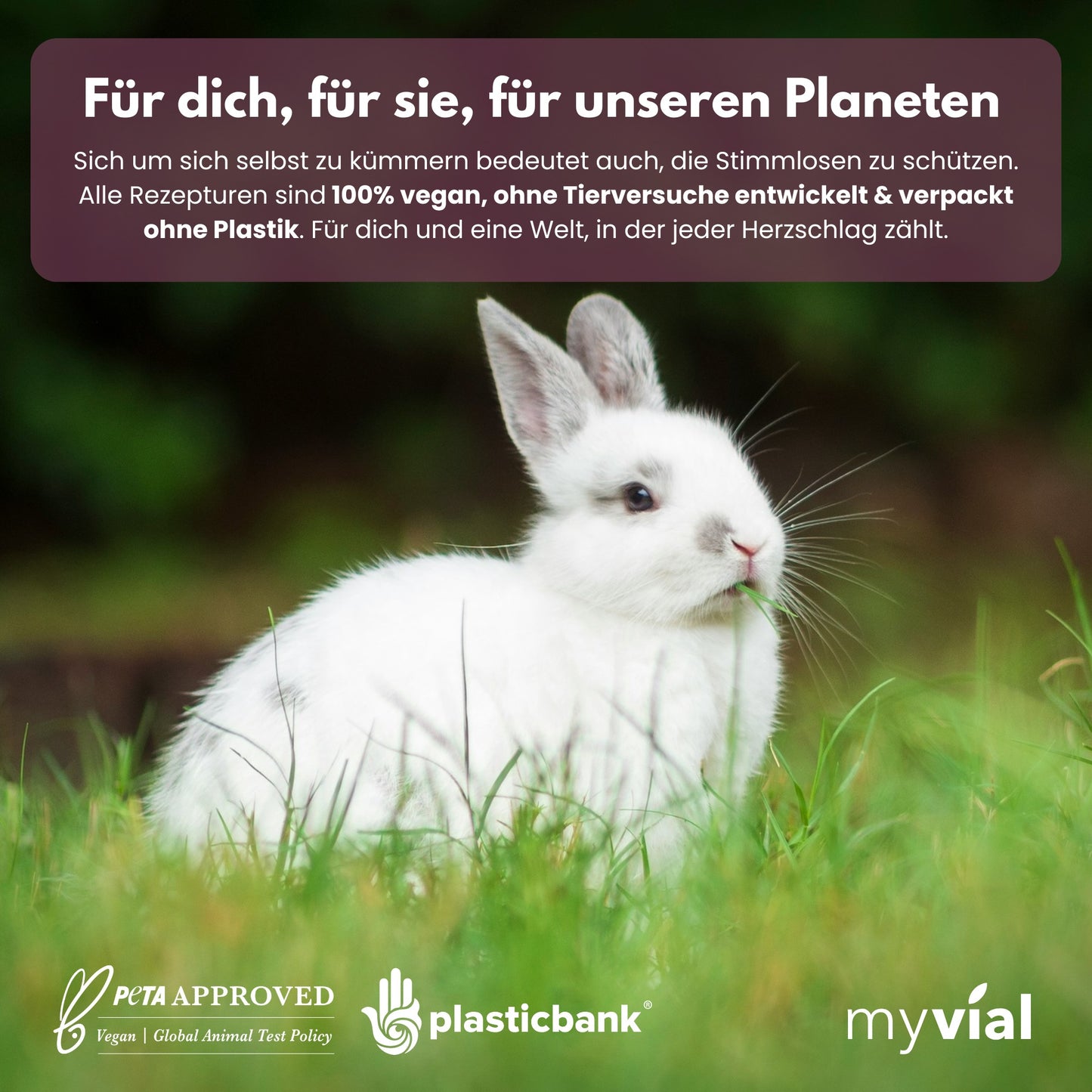 Bio Mariendistel Leber Komplex Kapseln